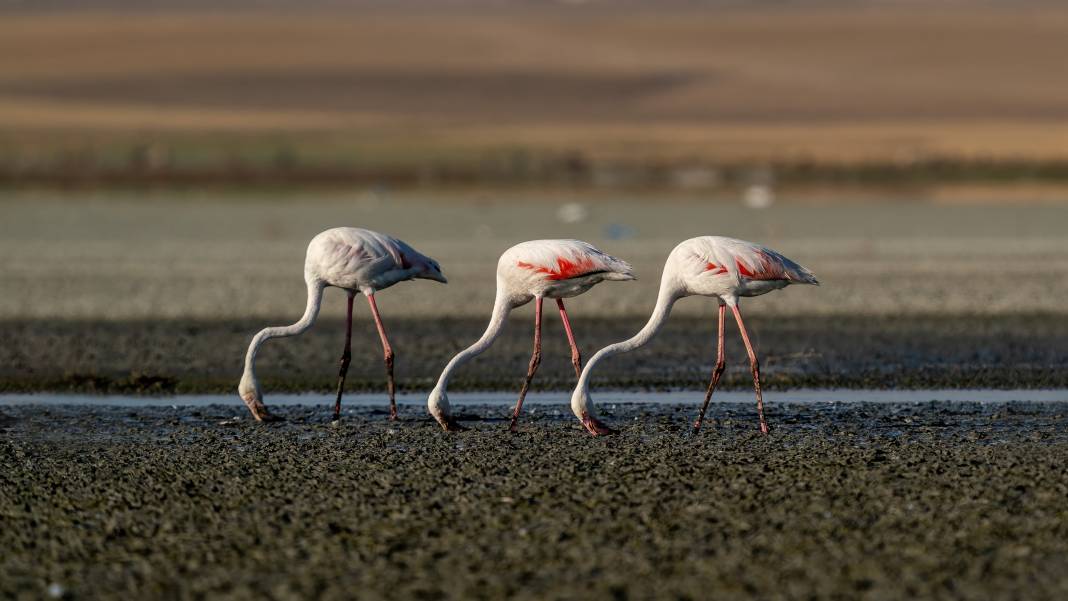 5 bin yavru flamingoyu ağırlayan ünlü gölün en büyük sorunu açıklandı 5